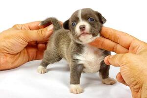 piccolo cucciolo di chihuahua foto