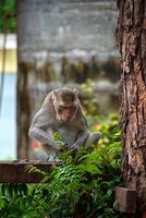 scimmia sulla giungla della tailandia foto