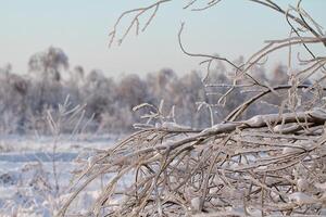 bellissima foresta invernale foto