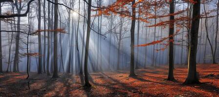 ai generato d'oro sole raggi illuminante il sereno autunno foresta, la creazione di un' magico e incantevole sfondo foto