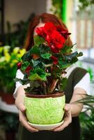 donna Tenere in vaso pianta con rosso fiori foto