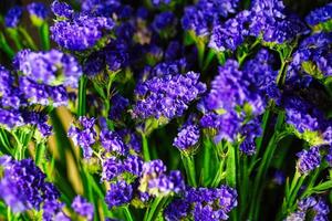 vivace viola fiori con verde steli - nature bellezza catturato foto