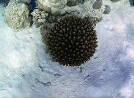 subacqueo foto di pallido coralli con pesce a il Maldive.