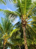 tropicale palma alberi contro il in profondità blu cielo di il Maldive. foto