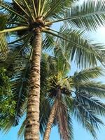 tropicale palma alberi contro il in profondità blu cielo di il Maldive. foto