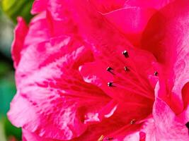 rododendro fiori fiori nel primavera foto