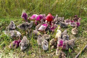 un' gruppo di cigni mangiare erba su il terra foto