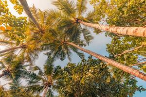 rilassante silhouette tropicale palma albero con sole leggero su tramonto cielo e nube astratto sfondo. estate vacanza e natura viaggio avventura concetto. Vintage ▾ tono filtro effetto colore stile. foto