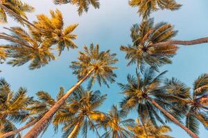 sereno tranquillo tropicale alberi sfondo concetto. Noce di cocco palme tranquillo, calmo tramonto cielo. esotico pittoresco natura, colorato foglie, naturale paesaggio. estate tropicale isola vacanza o vacanza modello foto