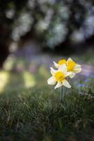 narciso fiori e sfocato primavera prato. Magia colorato artistico Immagine tenerezza di natura, primavera floreale sfondo. giallo fiori con morbido luce del sole, sognare natura, tranquillo, calmo giardino foto