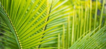 avvicinamento tropicale palma foglia e ombre, esotico astratto naturale verde lussureggiante sfondo, buio tono trame. luce del sole giardino parco pianta estate fogliame panoramico bandiera sfondo. ispirare rilassante natura foto