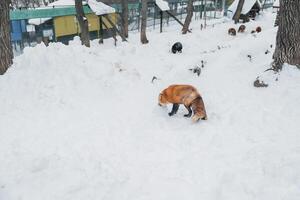 carino Volpe su neve nel inverno stagione a zao Volpe villaggio, miyagi prefettura, Giappone. punto di riferimento e popolare per turisti attrazione vicino mandai, tohoku regione, Giappone. viaggio e vacanza concetto foto