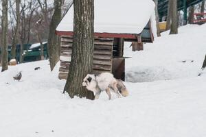 carino Volpe su neve nel inverno stagione a zao Volpe villaggio, miyagi prefettura, Giappone. punto di riferimento e popolare per turisti attrazione vicino mandai, tohoku regione, Giappone. viaggio e vacanza concetto foto