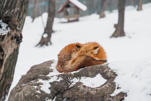 carino Volpe su neve nel inverno stagione a zao Volpe villaggio, miyagi prefettura, Giappone. punto di riferimento e popolare per turisti attrazione vicino mandai, tohoku regione, Giappone. viaggio e vacanza concetto foto