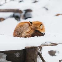 carino Volpe su neve nel inverno stagione a zao Volpe villaggio, miyagi prefettura, Giappone. punto di riferimento e popolare per turisti attrazione vicino mandai, tohoku regione, Giappone. viaggio e vacanza concetto foto