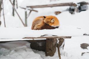 carino Volpe su neve nel inverno stagione a zao Volpe villaggio, miyagi prefettura, Giappone. punto di riferimento e popolare per turisti attrazione vicino mandai, tohoku regione, Giappone. viaggio e vacanza concetto foto