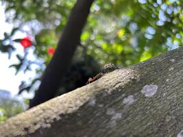avvicinamento Visualizza di un formica attraversando un' albero ramo nel un' illuminata dal sole foresta foto