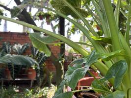 lussureggiante verde gigante taro pianta nel un' tropicale giardino foto
