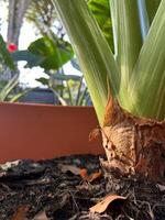 pianta radicamento vicino su tiro nel il fiore pentola foto