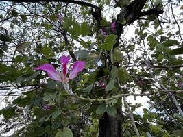 rosa fiore vicino su tiro su il albero foto