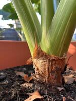 pianta radicamento vicino su tiro nel il fiore pentola foto