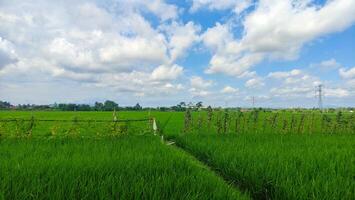 bellissimo paesaggio di riso campo o risaia campo con Cloudscape e blu cielo foto