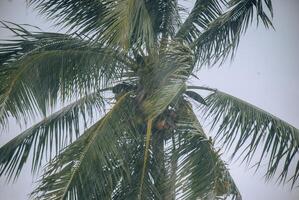 Noce di cocco alberi durante pesante piovere, gocce di pioggia visibile foto