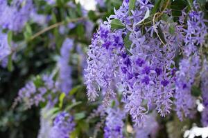 vicino su Visualizza di viola colore di glicine fiori foto