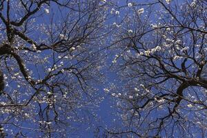 bianca prugna fiori a atami prugna parco nel shizuoka giorno foto