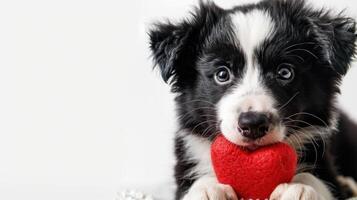 ai generato San Valentino giorno tema. adorabile confine collie cucciolo Tenere un' rosso cuore nel suo bocca foto