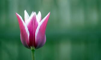 primavera fiori in crescita nel un all'aperto giardino. uno a forma di giglio tulipano nel il forma di un' giglio. un' genere di perenne erbaceo bulboso impianti. foto