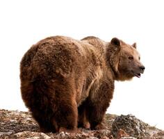 un' Marrone orso foto