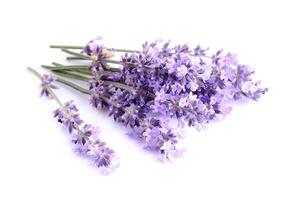 lavanda fiore isolato su bianca sfondi. salutare erbaceo foto