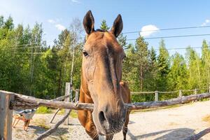 ippodromo concetto. moderno animale bestiame. Marrone cavallo stalloni nel stalla rilassante nel formazione recinto, azienda agricola campagna sfondo. cavallo nel paddock recinto per bestiame all'aperto. cavallo nel naturale eco azienda agricola foto