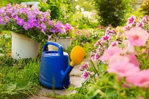 azienda agricola lavoratore giardinaggio Strumenti. blu plastica irrigazione può per irrigazione impianti posto nel giardino con fiori su letto di fiori e vaso di fiori su soleggiato estate giorno. giardinaggio passatempo agricoltura concetto foto