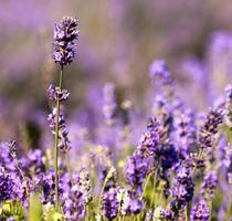 dettaglio di lavanda fiore foto