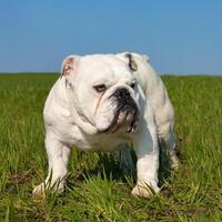 maschio inglese bulldog foto