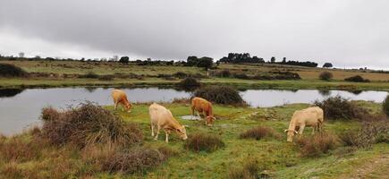 rurale e agricolo dettaglio di animali pascolo liberamente nel il campi. nord-est di Portogallo. meraviglioso viaggio e natura. foto