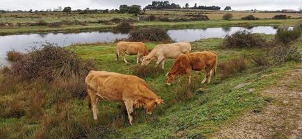 rurale e agricolo dettaglio di animali pascolo liberamente nel il campi. nord-est di Portogallo. meraviglioso viaggio e natura. foto