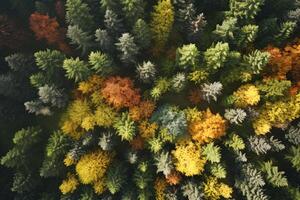 ai generato un' sereno baldacchino di maestoso alberi nel un' lussureggiante verde foresta creato con generativo ai tecnologia foto