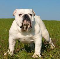 un inglese bulldog foto