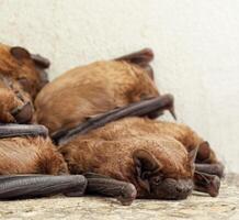 un' pipistrello colonia foto