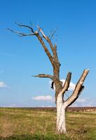 un' morto albero foto