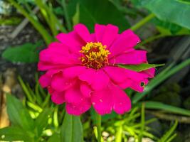 bellissimo e elegante zinnia carta fiore ornamentale pianta foto