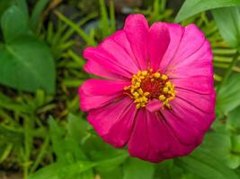 bellissimo e elegante zinnia carta fiore ornamentale pianta foto