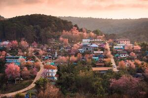 rurale scena di tailandese tribù villaggio con selvaggio himalayano ciliegia albero fioritura nel primavera a bandire rong kla, Tailandia foto