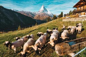 Cervino montagna con Vallese naso nero pecora su collina nel rurale scena a Svizzera foto