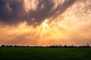 drammatico d'oro tramonto cielo con raggio di sole al di sopra di riso campo foto