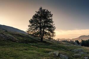 solitario grande albero e maschio escursionista su collina nel campagna su il sera foto