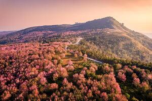 aereo Visualizza di selvaggio himalayano ciliegia foresta fioritura su montagna collina e rurale strada nel il mattina a phu lom ecco, phu hin rong kla nazionale parco foto